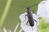 tesařík (Brouci), Grammoptera ruficornis, Cerambycidae, Lepturini (Coleoptera)
